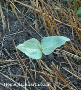 Succession Planting Image